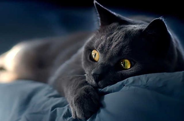 Bạn nằm mơ thấy mèo den là điềm báo gì?