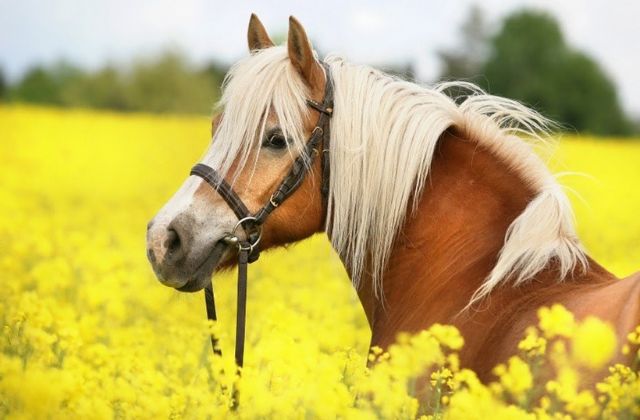 Con số may mắn liên quan đến giấc mơ thấy ngựa
