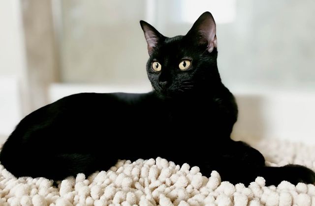 Mơ thấy mèo đen đánh số mấy?