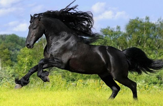 Nằm mơ thấy ngựa đen là điềm gì?